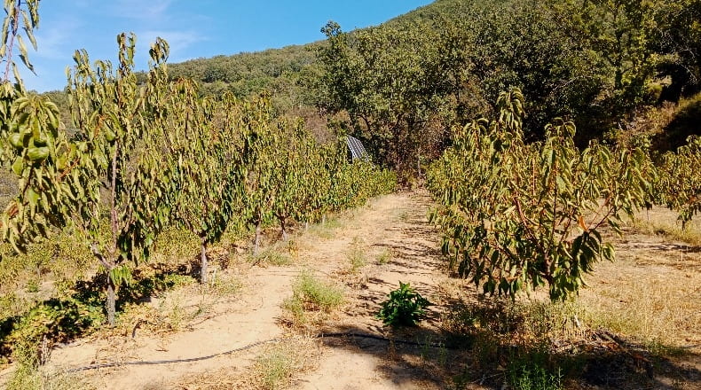 Cáceres - Casas del Castañar - 34300m2