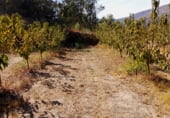 Non-developable land for sale on 33X2+98C CASAS DEL CASTAÑAR, Casas del Castañar, ref: TR214352 photo