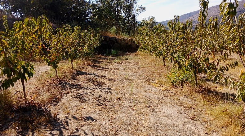 Cáceres - Casas del Castañar - 34300m2