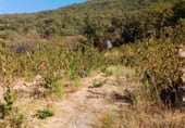 Non-developable land for sale on 33X2+98C CASAS DEL CASTAÑAR, Casas del Castañar, ref: TR214352 photo