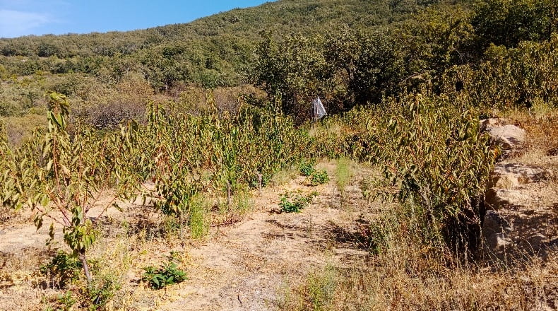 Cáceres - Casas del Castañar - 34300m2