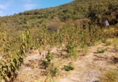 Non-developable land for sale on 33X2+98C CASAS DEL CASTAÑAR, Casas del Castañar, ref: TR214352 photo