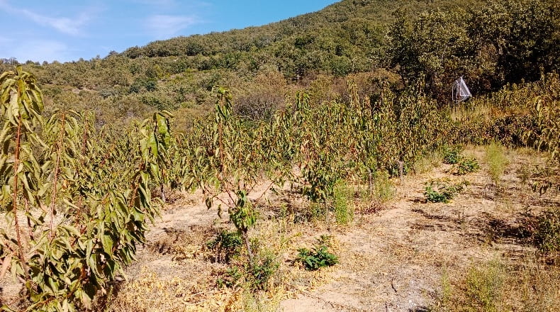 Cáceres - Casas del Castañar - 34300m2