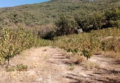 Non-developable land for sale on 33X2+98C CASAS DEL CASTAÑAR, Casas del Castañar, ref: TR214352 photo