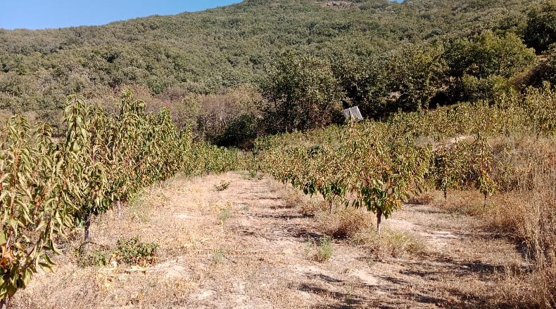 Cáceres - Casas del Castañar - 34300m2