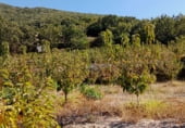Non-developable land for sale on 33X2+98C CASAS DEL CASTAÑAR, Casas del Castañar, ref: TR214352 photo