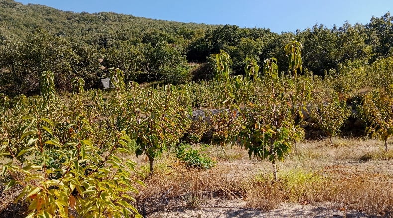 Cáceres - Casas del Castañar - 34300m2