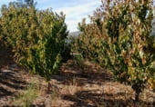 Non-developable land for sale on 33X2+98C CASAS DEL CASTAÑAR, Casas del Castañar, ref: TR214352 photo