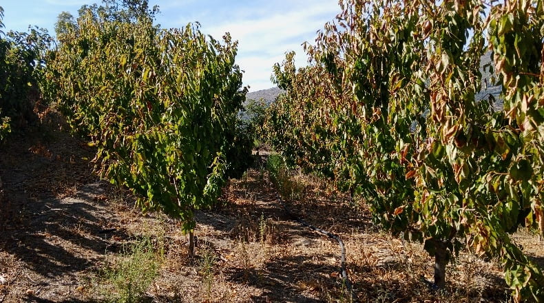 Cáceres - Casas del Castañar - 34300m2