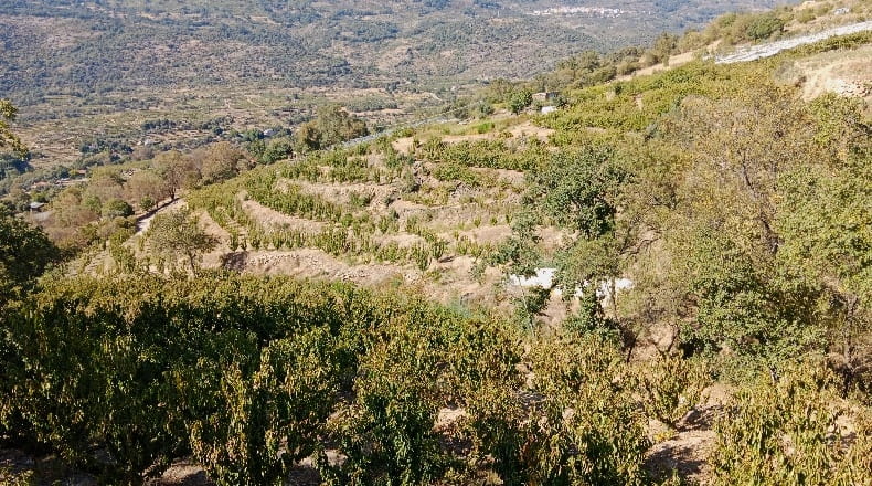 Cáceres - Casas del Castañar - 34300m2