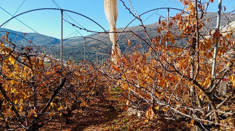 Caceres - Cabrero - 24155m2