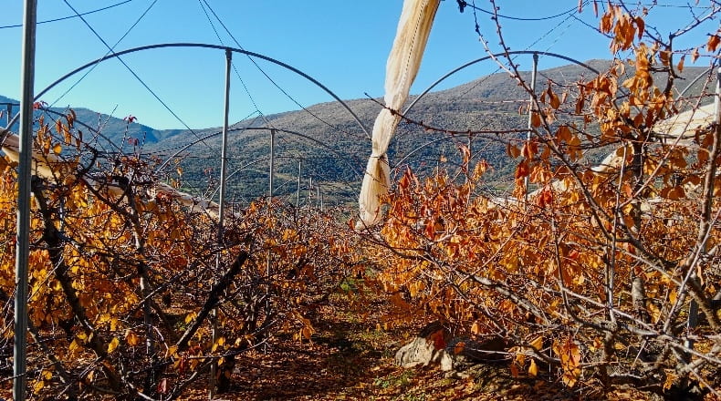 Caceres - Cabrero - 24155m2