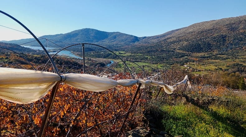 Caceres - Cabrero - 24155m2
