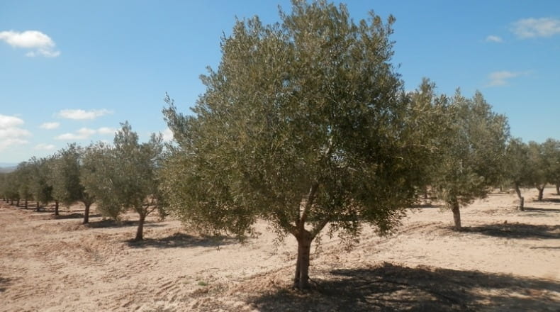 Granada - Cúllar - 750000m2