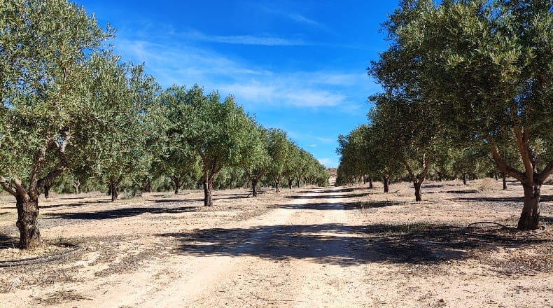Granada - Cúllar - 750000m2