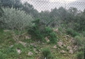 Land suitable for development for sale on Carrer de Santa Bàrbara, sa Torre, ref: TR214758 photo