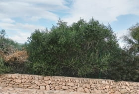 sa Torre 1217&nbsp;м²