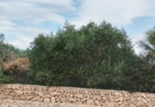 Land suitable for development for sale on Carrer de Santa Bàrbara, sa Torre, ref: TR214758 photo