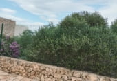 Land suitable for development for sale on Carrer de Santa Bàrbara, sa Torre, ref: TR214758 photo