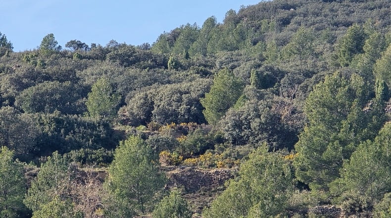 Castellón - Lucena del Cid - 73357m2