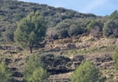 Non-developable land for sale on Camí del mas de Palanques, Llucena, ref: TR214861 photo