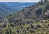 Non-developable land for sale on Camí del mas de Palanques, Llucena, ref: TR214861 photo