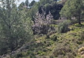 Non-developable land for sale on Camí del mas de Palanques, Llucena, ref: TR214861 photo