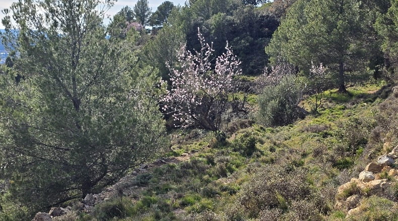 Castellón - Lucena del Cid - 73357m2