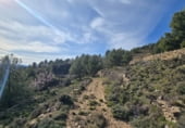 Non-developable land for sale on Camí del mas de Palanques, Llucena, ref: TR214861 photo