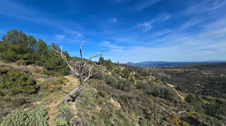 Castellón - Lucena del Cid - 73357m2