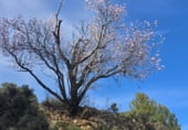 Non-developable land for sale on Camí del mas de Palanques, Llucena, ref: TR214861 photo