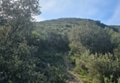 Non-developable land for sale on Camí del mas de Palanques, Llucena, ref: TR214861 photo