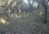 Non-developable land for sale on Camí del mas de Palanques, Llucena, ref: TR214861 photo