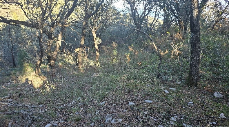 Castellón - Lucena del Cid - 73357m2