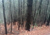 Non-developable land for sale on Polígono 5, Guisando, ref: TR215940 photo