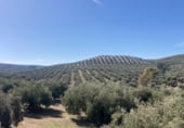 Finca rústica en venta en la DS Peña Gallo 1 Parcela 74, Rute, ref: TR216113 foto