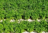 Land suitable for development for sale on A-70, Elche, ref: TR216444 photo