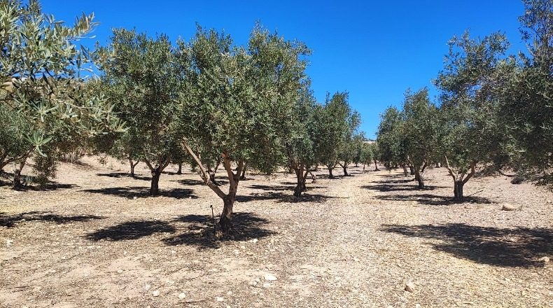Granada - Cúllar - 750000m2