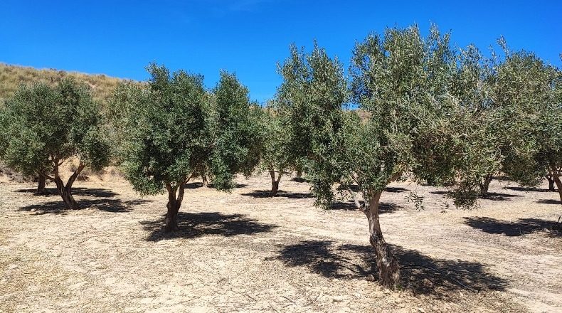 Granada - Cúllar - 750000m2