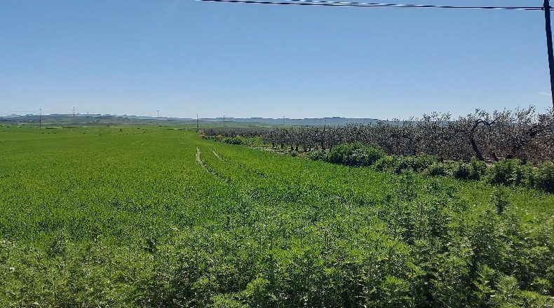 Seville - Gerena - 12880m2
