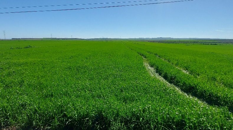 Seville - Gerena - 12880m2