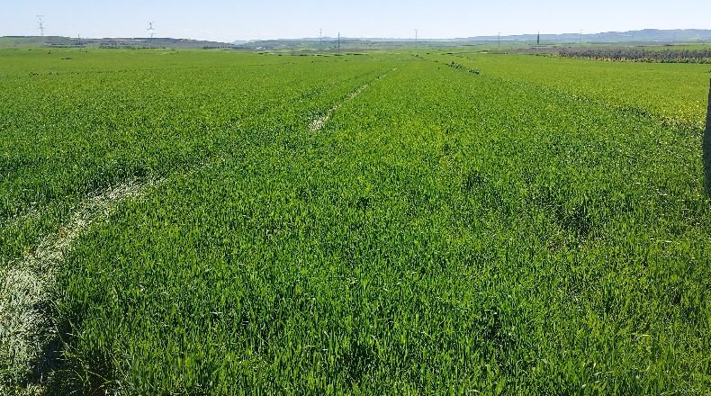 Seville - Gerena - 12880m2