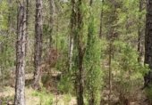 Non-developable land for sale on Camino del Ulldemó, Beceite, ref: TR225858 photo
