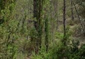 Non-developable land for sale on Camino del Ulldemó, Beceite, ref: TR225858 photo