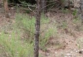 Non-developable land for sale on Camino del Ulldemó, Beceite, ref: TR225858 photo