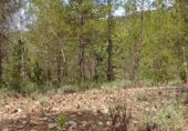 Non-developable land for sale on Camino del Ulldemó, Beceite, ref: TR225858 photo