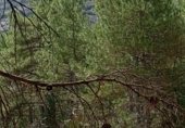 Non-developable land for sale on Camino del Ulldemó, Beceite, ref: TR225858 photo