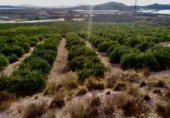 Land with storage building for sale on DIPUTACION DEL CAMPO LOS MELENCHONES, Águilas, ref: TR227761 photo