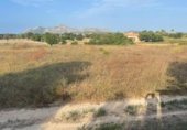 Land with ruins for sale on camí de Can Socies, Alcúdia, ref: TR227775 photo
