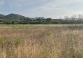 Land with ruins for sale on camí de Can Socies, Alcúdia, ref: TR227775 photo